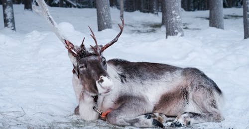 Visite d'une ferme de rennes avec Balade en traîneau et Boissons chaudes.